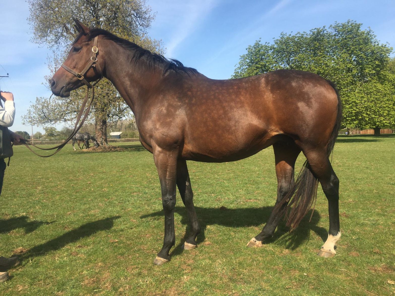 Imperial Topaz – in foal to Cable Bay