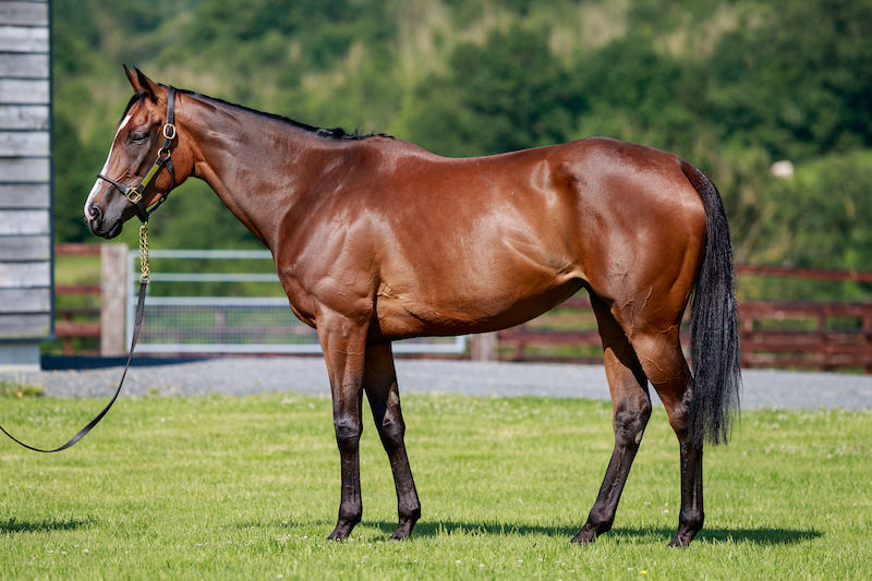 Listed Winner Thalyia purchased at Arqana