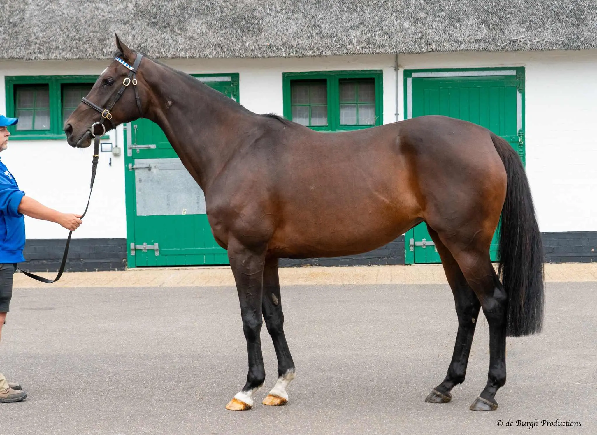 Thrilled to have purchased Pomology at Tattersalls December Sales