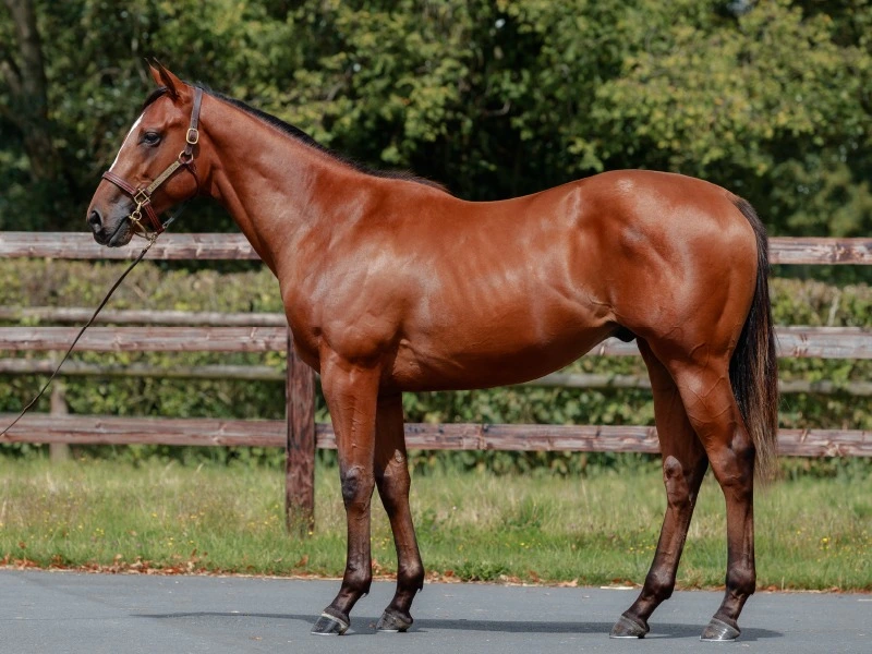 Pinatubo colt speed and a touch of class